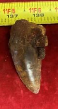 Rare Carcharodontosaurus Dinosaur Tooth T Rex Cousin 95 Mil Yrs Fossil 2 3/4” picture