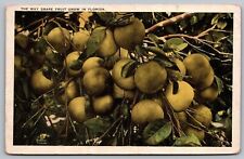 Grape Fruit Florida Tropical Bush Burgert Tampa FL Tichnor WOB VNG UNP Postcard picture