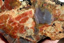 Henry Mountain Petrified Wood Limb Section  • 15.2 oz. picture