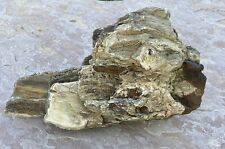 ATTRACTIVE* 7.45 Lb Petrified Fossil Wood-Beautifully Preserved W/Druzy Sparkle picture