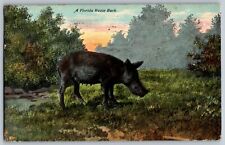 Florida FL - Florida Razor Back - Animal Forest - Vintage Postcard - Posted 1911 picture