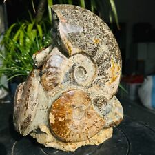 20.9LB natural fossil conch quartz crystal mineral specimen reiki healing picture