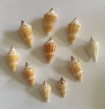 10 Beautiful Florida Cone Shells From Keewayden Island In SW Florida picture