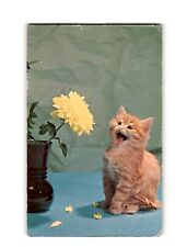 Vintage 1966 Postcard 'Who's Yellow?' Kitten with Flower by Gadja - Plastichrome picture