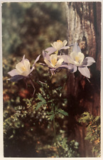Mountain Columbines Dainty Flower Mountain Glades Sheltered Meadows Postcard picture