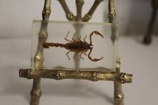 Golden Scorpion in Resin, Oddities, Mesobuthus Martensii picture