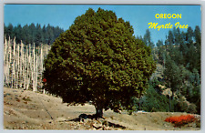 c1910s Oregon Myrtle Tree Southwestern Oregon Vintage Postcard picture