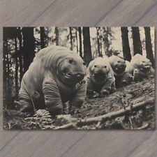 POSTCARD Tardigrades Water Bear Giant Funny Unreal Woods Tiny Beast Slow Walker picture