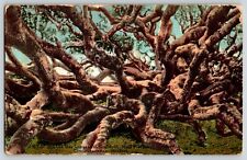 Postcard Largest Oak Tree Monterrey California  1912 picture