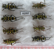 A1997. Unmounted insects: Cerambycidae sp. Vietnam North. 8pcs picture