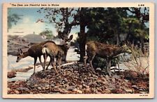 Maine Deer Scenic Northern Wildlife Forest Landscape Linen Cancel WOB Postcard picture