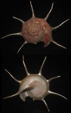 tonyshells seashells Guildfordia yoka SUPERB 70mm F+++ superb arms and color picture