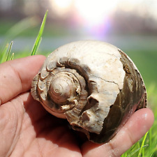 AMAZING Sea Shell GIANT Gastropod Fossil West Java Indonesia 363 gr picture