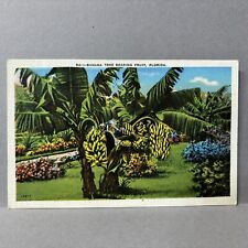 Postcard Banana Tree, Bearing Fruit, Florida 1940s picture