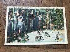 Caged Spectators Feeding the Wild Monkeys at the Monkey Jungle Miami FL Postcard picture