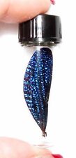 Vestalis melania REAL BLUE DRAGONFLY FAIRY WING PRESERVED IN GLASS VIAL  picture