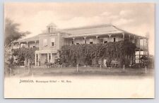 c1905~Moneague Hotel~Street View~Horse~Saint Ann Parish~Jamiaca~Antique Postcard picture
