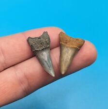 Awesome Pair Of Extinct Mako Shark Teeth From Rare Florida Eocene picture