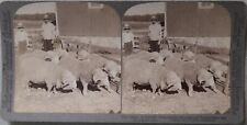 1903 RAMBOUILLETS SHEEP RAISING FARM MAGNIFICENT PELTS STEREOVIEW 33-49 picture
