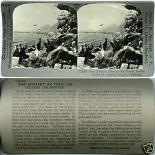 Keystone Stereoview a Bird Rookery, Farallon Islands, CA 600/1200 Card Set #1068 picture