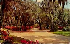 Savannah, GA Scene In Bonaventure Cemetery Postcard Chrome Posted 1966 picture