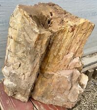 UNBELIEVABLE* 40 Lb 3/4round Petrified Wood-Trunk Section Great Color With Druzy picture