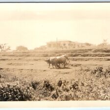 1931 Manila Philippines Water Buffalos Real Photo Plantation Swamp Asian PI A136 picture