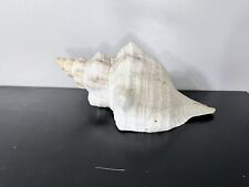 Horse Conch Seashell Large Apx 15 Inches Long picture