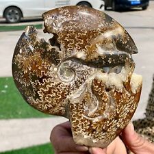 1.59LB Rare Natural Tentacle Ammonite FossilSpecimen Shell Healing Madagascar picture