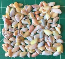 100 Colorful Coquina Seashells Hand Picked, Washed Crafts / Shell Art Sanibel picture