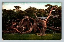 Monterey Florida, RAM'S HORN TREE, Outside Nature View, Vintage Postcard picture