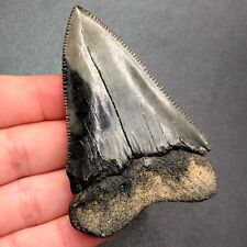 2.6” NC Great White Shark Tooth Fossil Sharks Teeth Fossils Ocean Ancient Meg picture