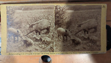 Antique Alexander Gardner Stereoview Animals in The Field C. 1863 picture