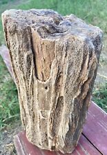 LARGE 24 Lb - Rare Full Round Log~Fossil Palm Wood~Incredible Details *MUST SEE* picture