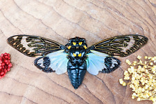 W34e Tosena Splendida Cicada Specimen Taxidermy Oddity Locust craft crafting picture