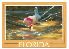 Roseate Spoonbill Bird Postcard FL Florida Everglades  picture