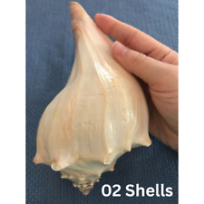 02 Large Atlantic Lightning Whelk Seashell Polished Conch Shell Rare Real 7-8