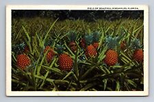 Field of Beautiful Pineapple Florida Farm WB Postcard picture