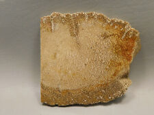Petrified Palm Wood Rough Rock Stone Slab Fossilized Louisiana #O20 picture