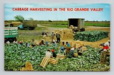 Postcard Cabbage Harvesting Rio Grande Valley Texas, Vintage Chrome N19 picture