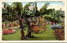 BEAUTIFUL BANANA TREE, BEARING FRUIT Florida FL postcard picture