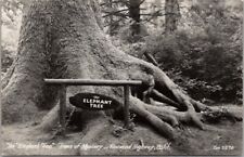 TREES OF MYSTERY California Redwoods Photo RPPC Postcard 