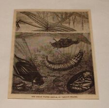 1880 magazine engraving ~ GREAT WATER BEETLE, In Various Stages picture