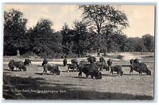 c1940s Buffalo Herd Scene Zoological Park New York NY Unposted Vintage Postcard picture