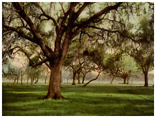 Louisiana, New Orleans, Old Duelling Ground, City Park Vintage Photochrome, p picture