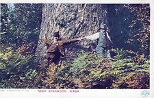 STANWOOD WA - A Washington Fir Tree Near Stanwood Postcard picture