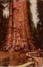 Sequoia National Park Home of Big Trees in California 1940 Vintage Postcard B27 picture