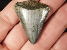 ANCESTRAL Great WHITE Shark Tooth Fossil 100% Natural 8.2gr picture