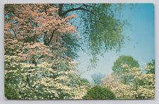 Postcard Dogwood In Bloom picture