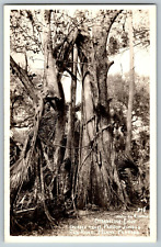RPPC Vintage Postcard - Strangling Ficus Parrot Jungle Miami Florida picture